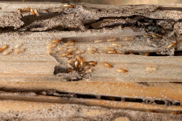 Best Emergency Pest Control  in Laramie, WY